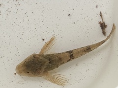 Cottus