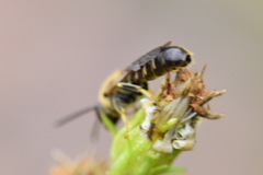 Halictidae