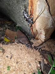 Batocera rubus rubus