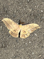 Antheraea yamamai