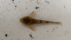 Cottus