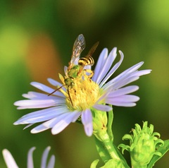 Agapostemon