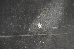 Menemerus bivittatus