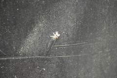 Menemerus bivittatus