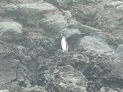 Spheniscus mendiculus