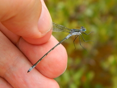 Lestes disjunctus