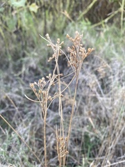 Juncus