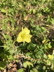 Oenothera biennis