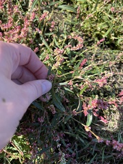 Persicaria maculosa