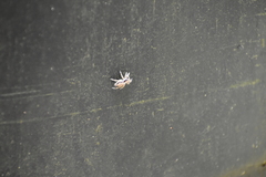 Menemerus bivittatus