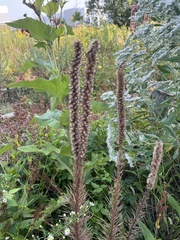 Liatris pycnostachya