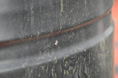 Menemerus bivittatus