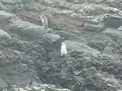 Spheniscus mendiculus