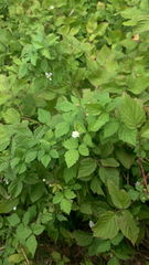 Rubus caesius