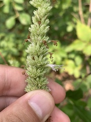 Agastache scrophulariifolia