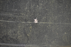 Menemerus bivittatus