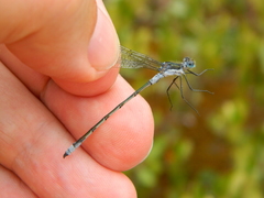 Lestes disjunctus