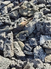Schistocerca melanocera