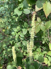 Agastache scrophulariifolia