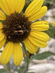 Chauliognathus basalis