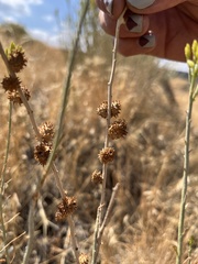 Rhopalomyia utahensis