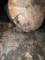 Batocera rubus rubus