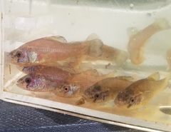 Aphredoderus sayanus