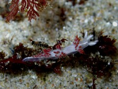 Coryphella trilineata