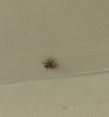 Salticinae