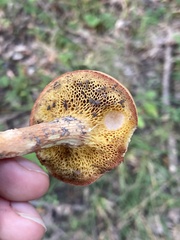 Boletus spadiceus gracilis