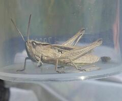 Chorthippus albomarginatus