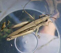 Chorthippus albomarginatus