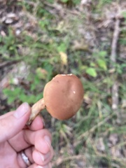 Boletus spadiceus gracilis