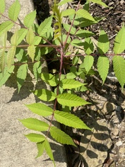 Bidens vulgata