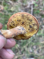 Boletus spadiceus gracilis