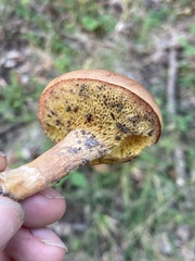 Boletus spadiceus gracilis