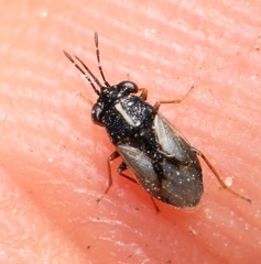 Geocoris lineolus