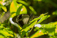 Papilio dardanus cenea