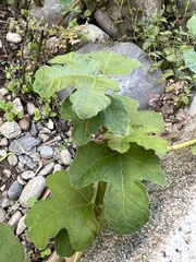 Ficus carica