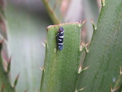 Balacha melanocephala