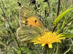 Colias croceus