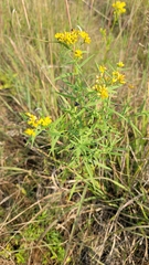 Euthamia graminifolia