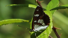 Limenitis reducta