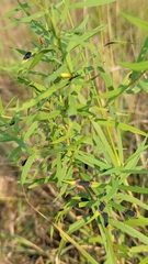 Euthamia graminifolia