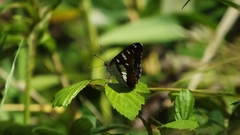 Limenitis reducta