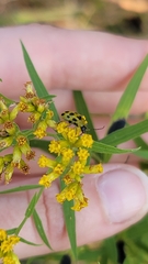 Euthamia graminifolia
