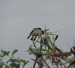 Pycnonotus aurigaster