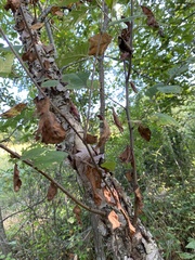 Betula nigra