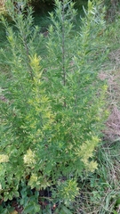 Artemisia absinthium