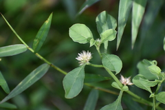 Alternanthera bettzickiana